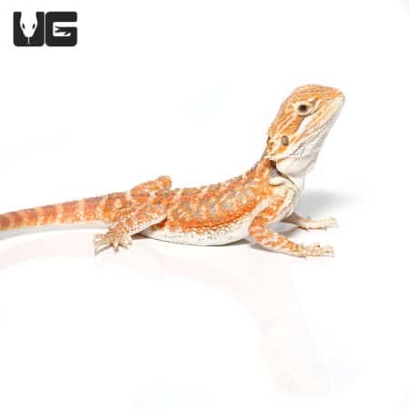 Baby Pumpkin Spice Bearded Dragon