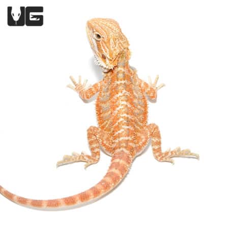 Baby Pumpkin Spice Bearded Dragon