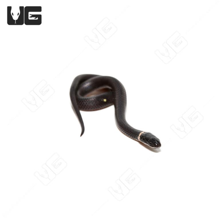Ringneck Snakes For Sale - Underground Reptiles