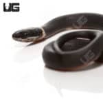 C.B. Baby Ringneck Snakes (Diadophis punctatus) For Sale - Underground Reptiles