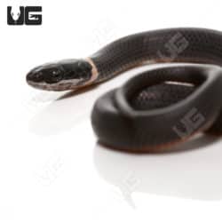 Ringneck Snakes For Sale - Underground Reptiles