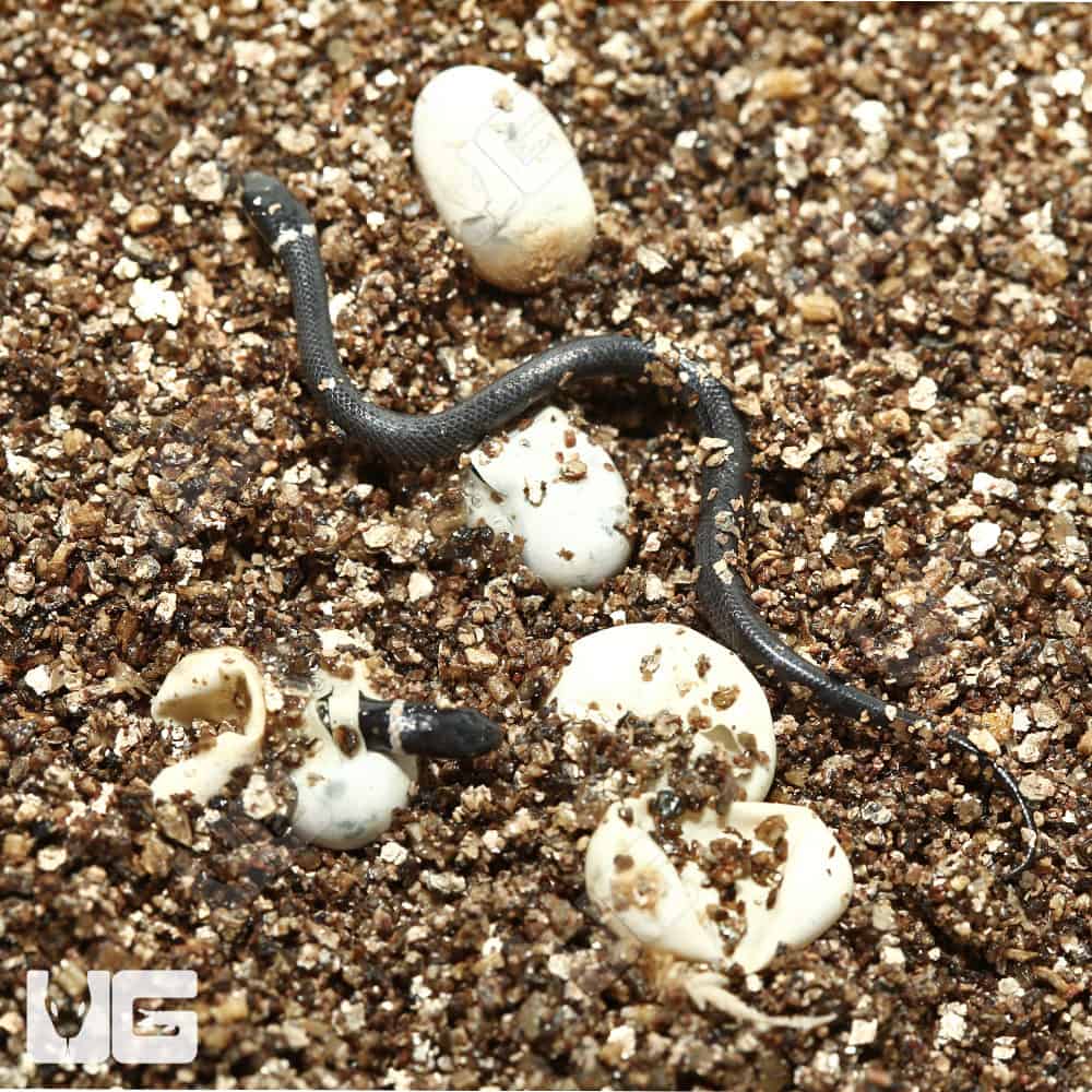 Baby Southern Ringneck Snake