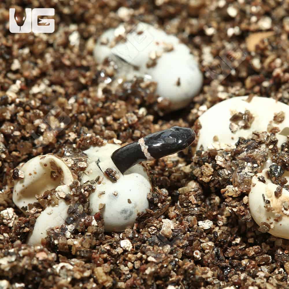 C.B. Baby Ringneck Snakes (Diadophis punctatus) For Sale - Underground ...