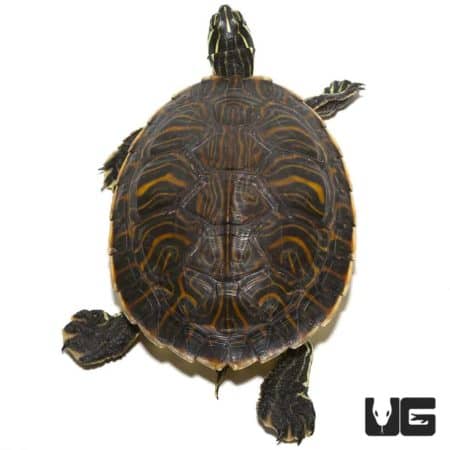 Turtles For Sale - Underground Reptiles