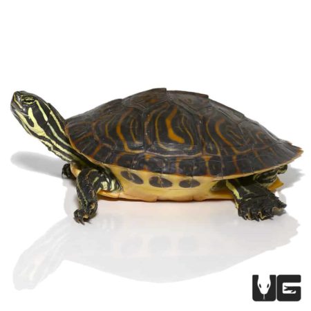 Young Peninsula Cooter turtle with distinctive yellow and black markings.
