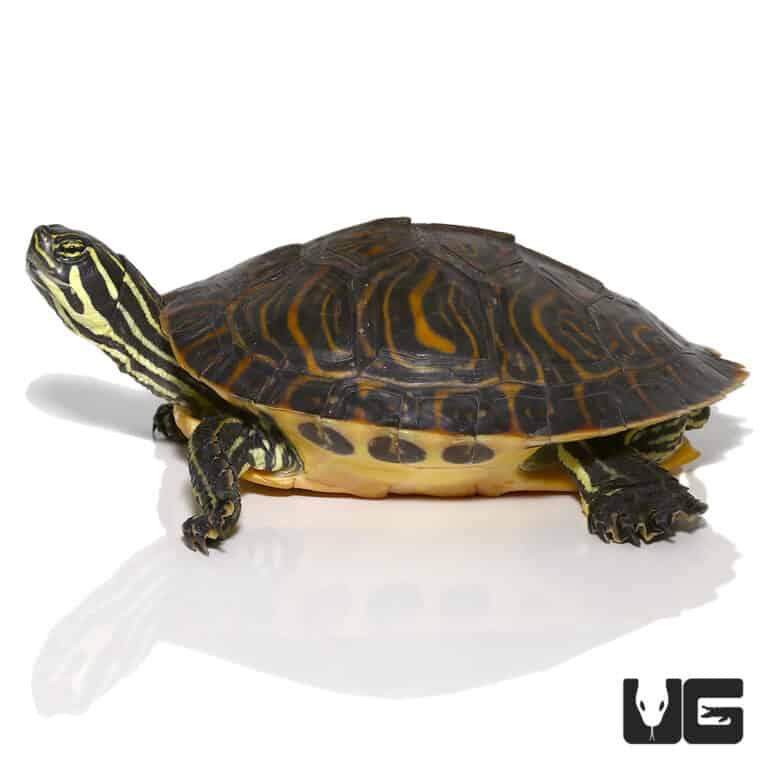 Juvenile Peninsula Cooter Turtles For Sale - Underground Reptiles