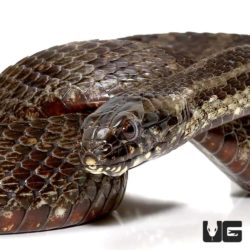 Mangrove Salt Marsh Snakes For Sale - Underground Reptiles
