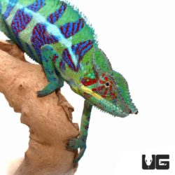Ambilobe Panther Chameleons For Sale - Underground Reptiles