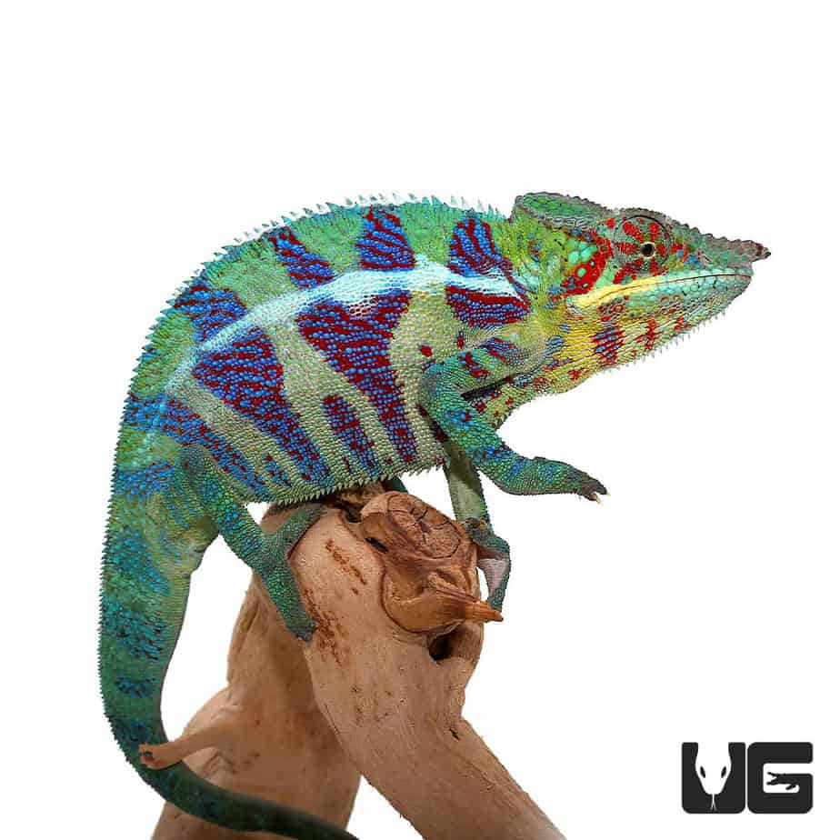 Ambilobe Panther Chameleons (Furcifer pardalis) For Sale Underground