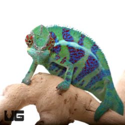 Ambilobe Panther Chameleons For Sale - Underground Reptiles