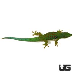 Peacock Day Geckos For Sale - Underground Reptiles
