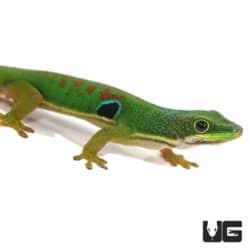 Peacock Day Geckos For Sale - Underground Reptiles