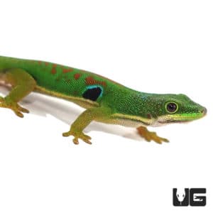 Day Geckos For Sale - Underground Reptiles