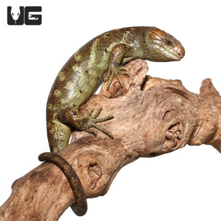 High contrast Monkey Tail Skink on a branch.