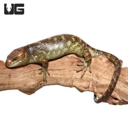 Baby Monkey Tail Skink on wood branch, high contrast coloration, reptile pet.