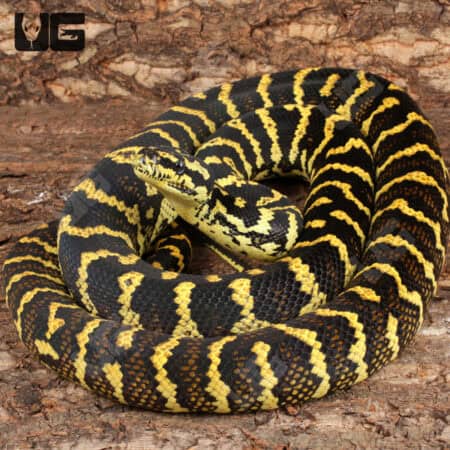 Male Adult Jungle Carpet Pythons For Sale - Underground Reptiles