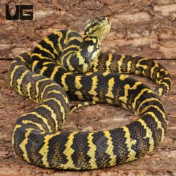 Male Adult Jungle Carpet Pythons For Sale - Underground Reptiles