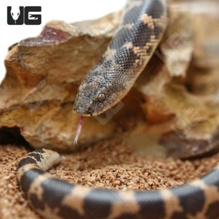 Baby Saharan Sand Boas (Eryx colubrinus) For Sale - Underground Reptiles