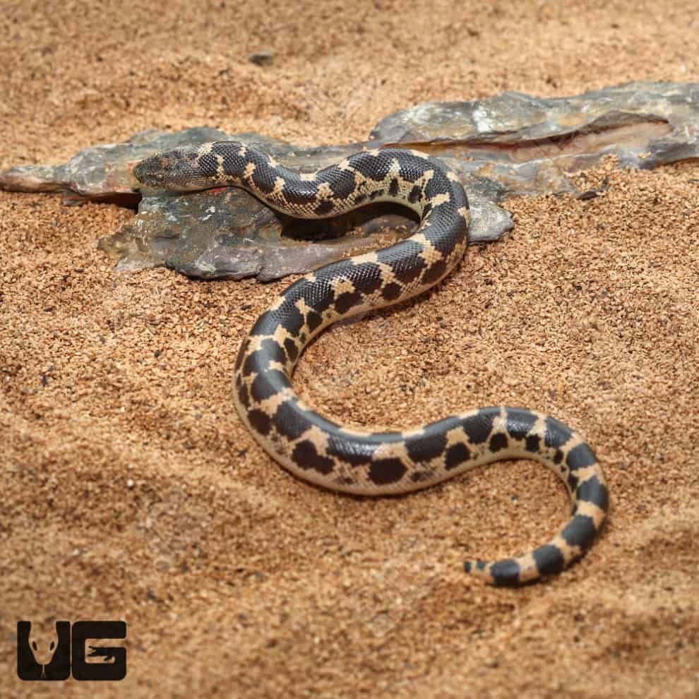 Baby Saharan Sand Boas (Eryx colubrinus) For Sale - Underground Reptiles