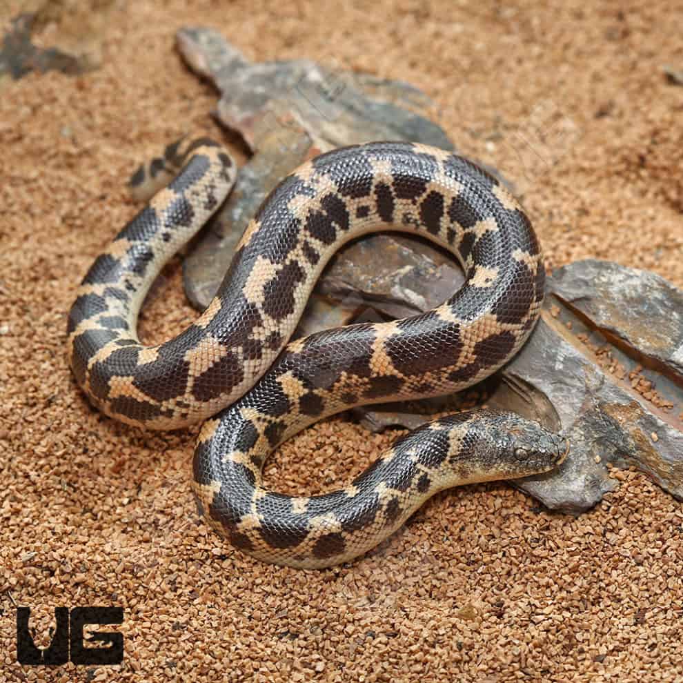 Baby Saharan Sand Boas (Eryx colubrinus) For Sale - Underground Reptiles