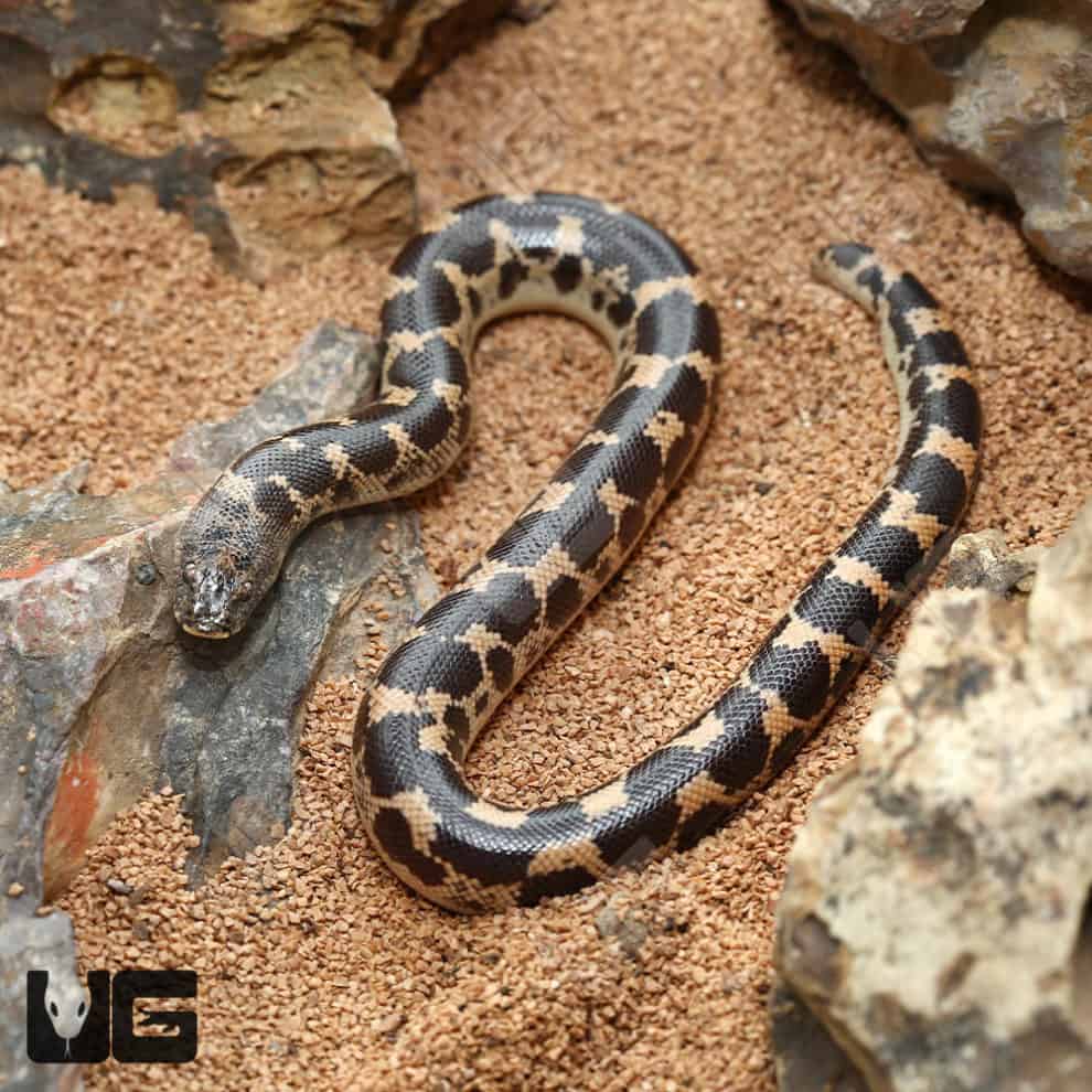 Baby Saharan Sand Boas (Eryx colubrinus) For Sale - Underground Reptiles