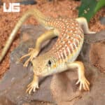 Baby Schneider Skink For Sale - Underground Reptiles