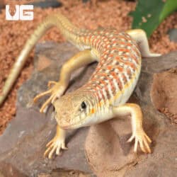 Baby Schneider Skink For Sale - Underground Reptiles