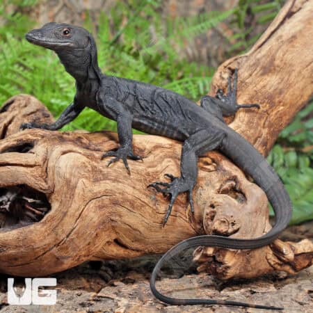 Baby Asian Water Monitors For Sale - Underground Reptiles