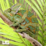 C.B. Veiled Chameleon (9-11")For Sale - Underground Reptiles