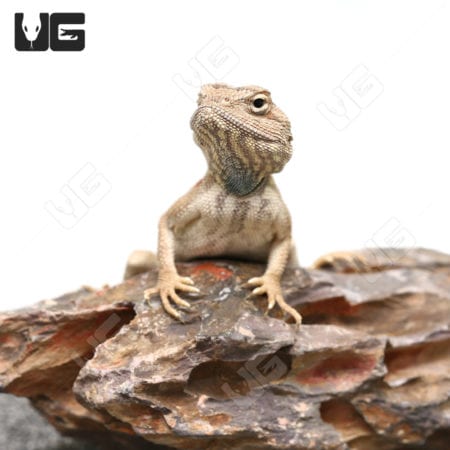 Hartmann's Agama lizard perched on a rock, showcasing its detailed scales and vibrant coloration.