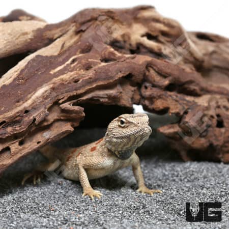 Hartmann's Agama lizard basking under a naturalistic hideout.
