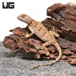 Hartmann's Agama (Agama Hartmanni) For Sale - Underground Reptiles