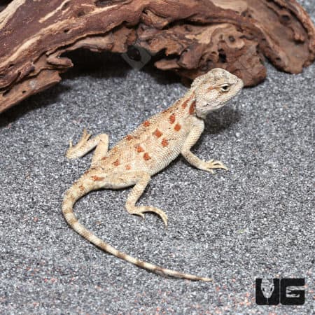 Close-up of a Hartmann's Agama lizard on sandy substrate with wood background.