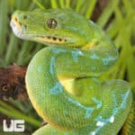 High Blue Jayapura Green Tree Python For Sale - Underground Reptiles