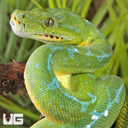 High Blue Jayapura Green Tree Python For Sale - Underground Reptiles