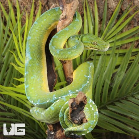 High Blue Jayapura Green Tree Python For Sale - Underground Reptiles