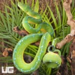 High Blue Jayapura Green Tree Python For Sale - Underground Reptiles