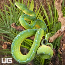 High Blue Jayapura Green Tree Python For Sale - Underground Reptiles