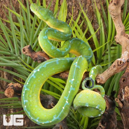 High Blue Jayapura Green Tree Python For Sale - Underground Reptiles