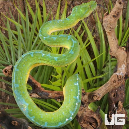 High Blue Jayapura Green Tree Python For Sale - Underground Reptiles