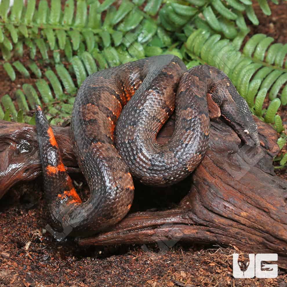 Viper Boa For Sale Underground Reptiles