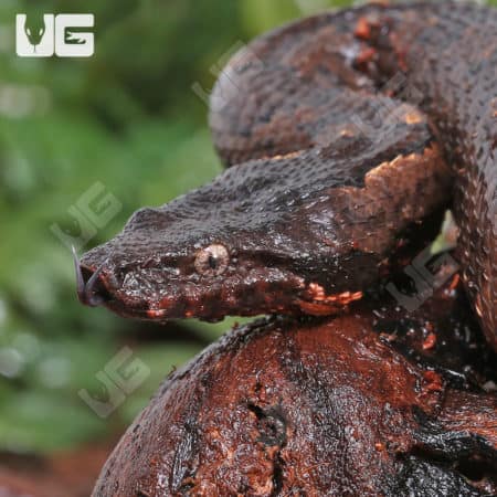 Red Belly Viper Boa (Candoia aspera) For Sale - Underground Reptiles