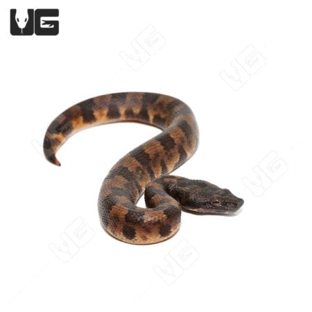 Baby Viper Boa C.B. - Reptile Pet Snake for Sale.