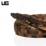C.B. Baby Viper Boa #2 (Candoia aspera) For Sale - Underground Reptiles