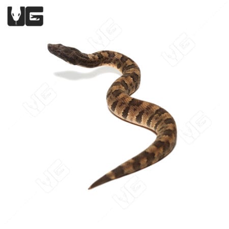 C.B. Baby Viper Boa #2 (Candoia aspera) For Sale - Underground Reptiles