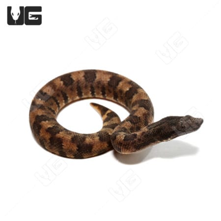 C.B. Baby Viper Boa #2 (Candoia aspera) For Sale - Underground Reptiles