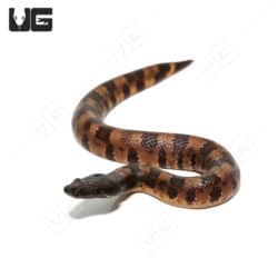 C.B. Baby Viper Boa #2 (Candoia aspera) For Sale - Underground Reptiles