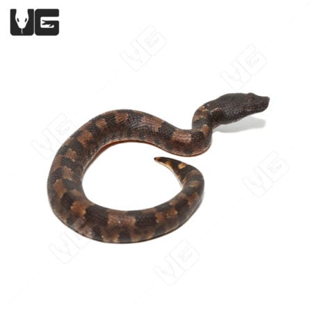 Baby Viper Boa snake, C.B. (captive bred), with distinctive brown and black pattern.