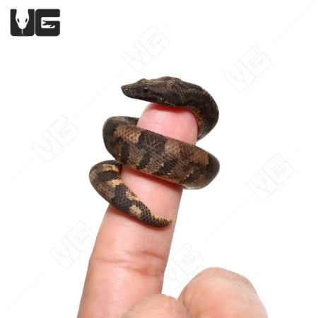 Baby Viper Boa constrictor on finger, reptile pet, snake for sale.