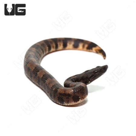 Baby viper boa snake, C.B. baby viper boa, reptile for sale.
